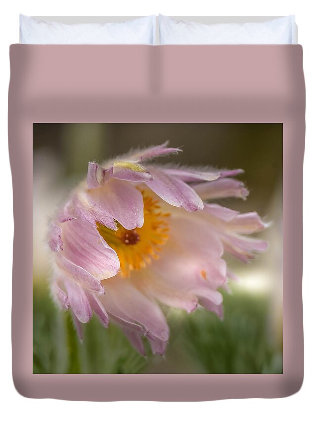 Spring Duvet Cover featuring the photograph Pasque Flower in the Wind by Susan Rydberg