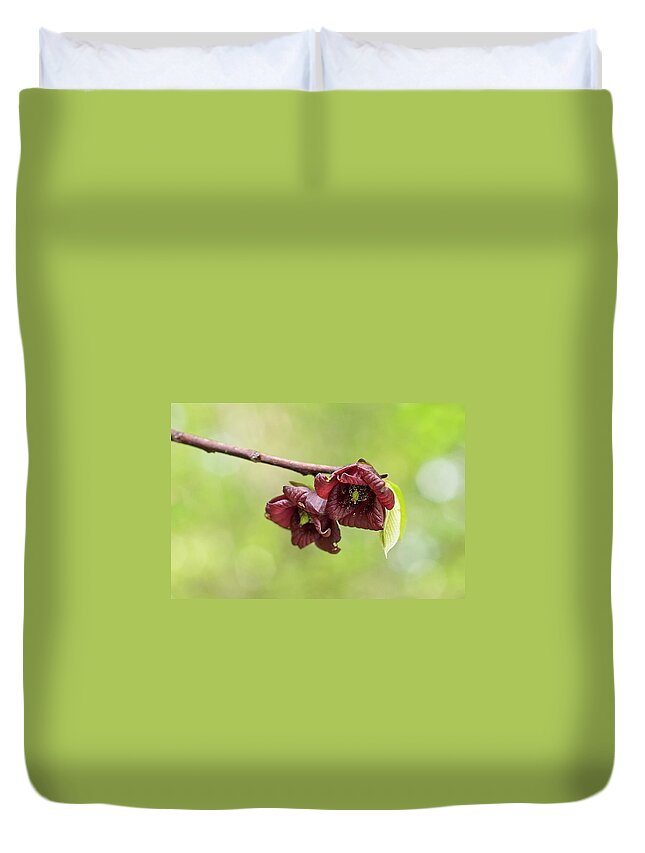 Pawpaw Flower Duvet Cover featuring the photograph Pawpaw Flowers by Paul Rebmann