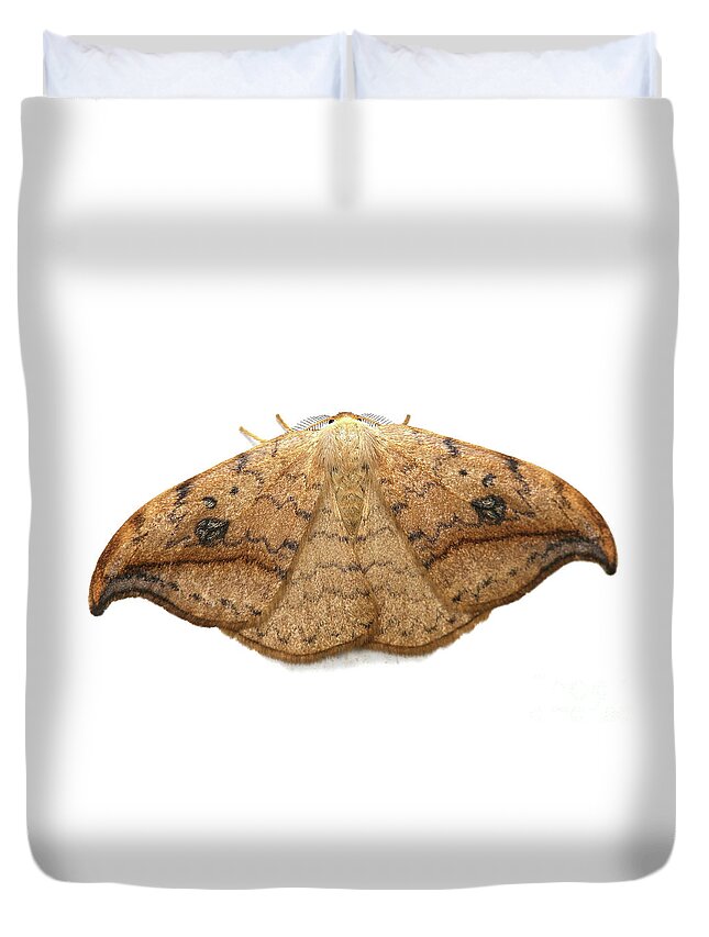 Pebble Hook Duvet Cover featuring the photograph Pebble Hook-tip Moth by Warren Photographic