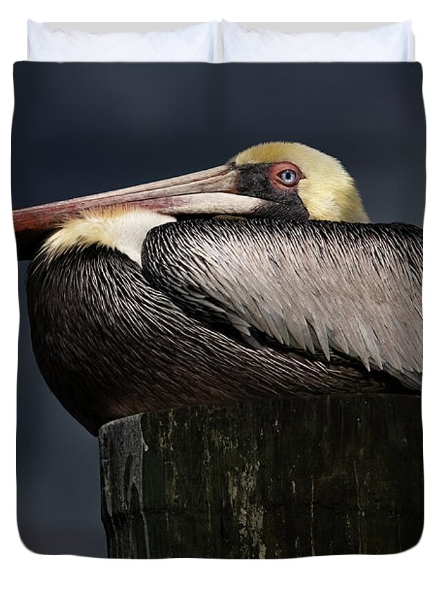 Birds Duvet Cover featuring the photograph Pelican on a Pole by Larry Marshall