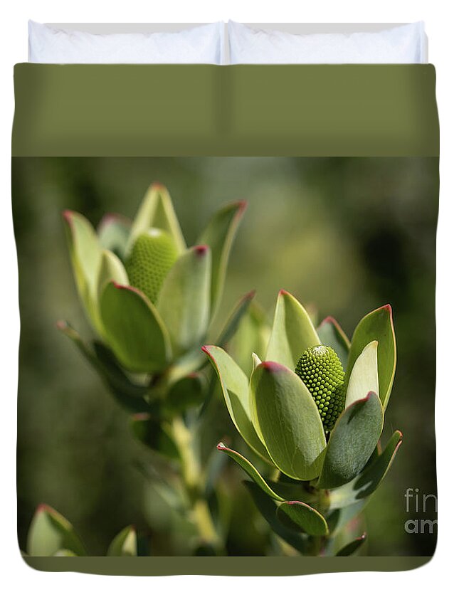 Leucadendron Strobilinum Duvet Cover featuring the photograph Peninsula Conebush by Eva Lechner