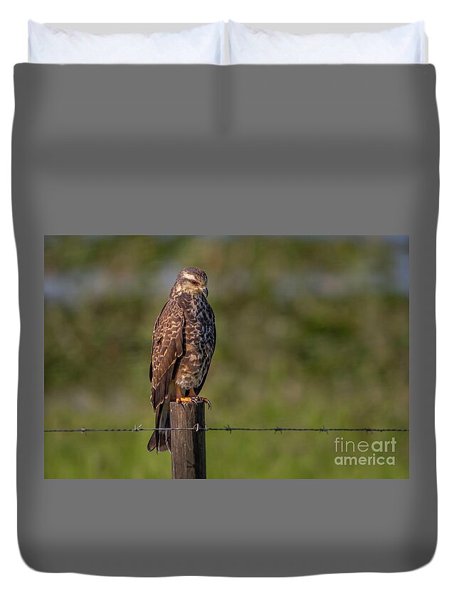 Kite Duvet Cover featuring the photograph Perched Snail Kite by Tom Claud