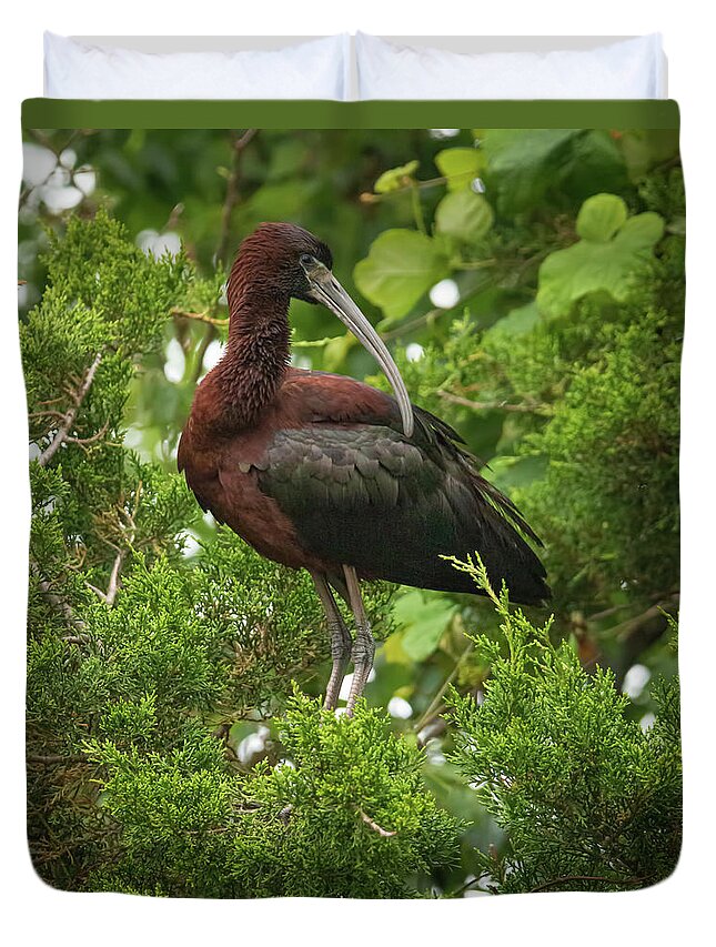 Glossy Ibis Duvet Cover featuring the photograph Perching Glossy Ibis by Kristia Adams