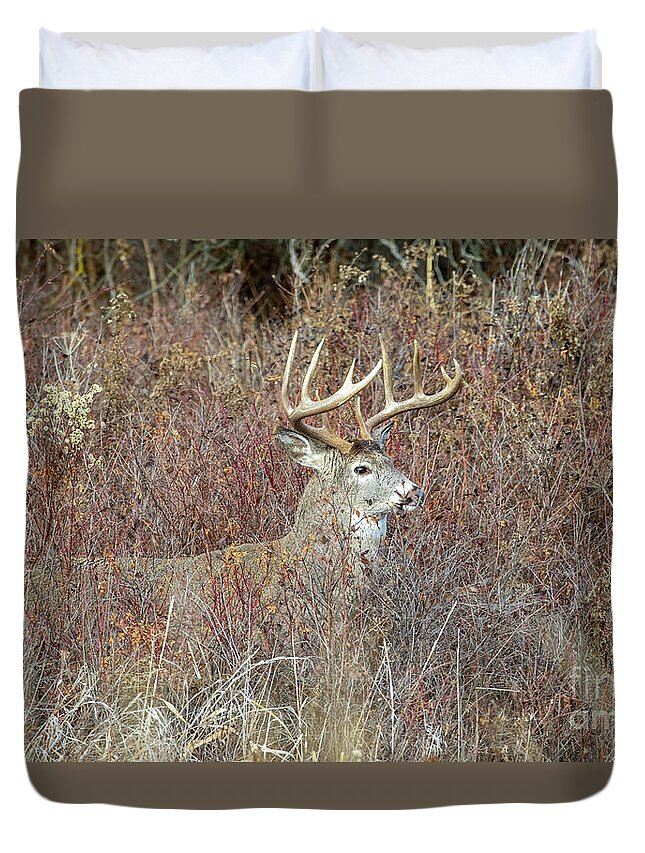 Deer Duvet Cover featuring the photograph Perfection by Douglas Kikendall
