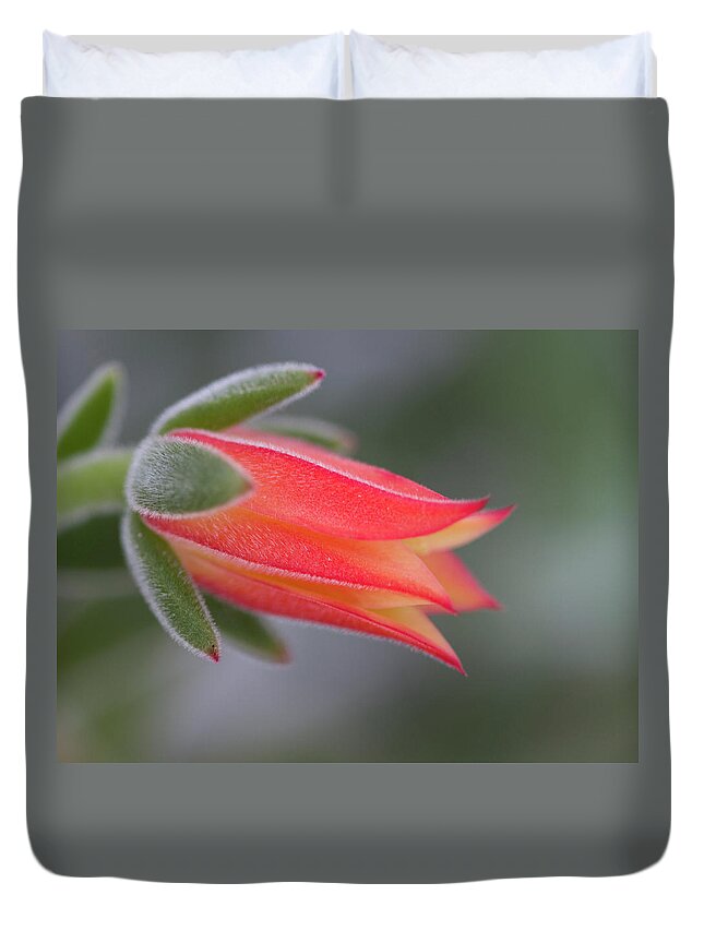 Orange Duvet Cover featuring the photograph Perfectly Orange Fuzzy Succulent Blossom by Kathy Clark