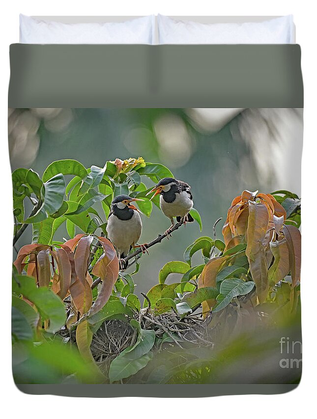 Gracupica Contra Duvet Cover featuring the photograph Pied Myna Chicks by Amazing Action Photo Video