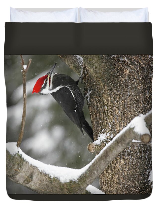 Pileated Woodpecker Duvet Cover featuring the photograph Pileated Woodpecker 2 by Brook Burling
