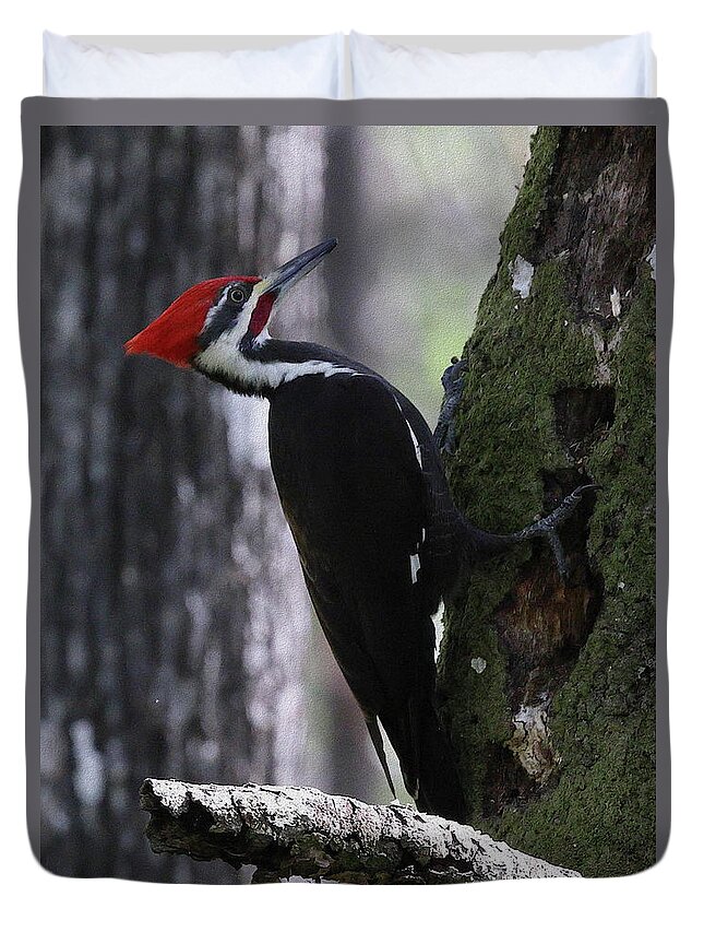 Pileated Woodpecker Duvet Cover featuring the photograph Pileated Woodpecker 4 by Mingming Jiang