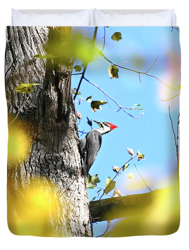 Pileated Woodpecker Duvet Cover featuring the photograph Pileated Woodpecker in Autumn by Kerri Farley