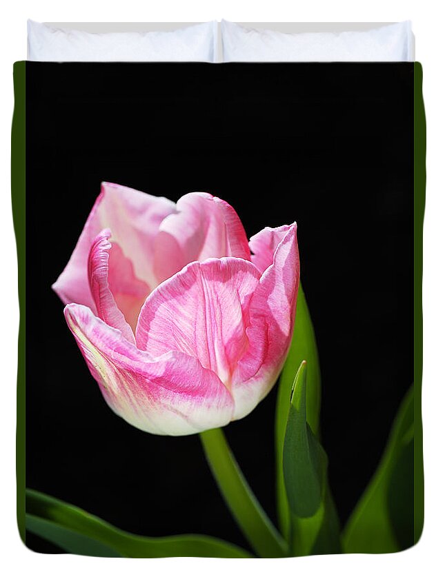 Disambiguation Duvet Cover featuring the photograph Pink and Soft White Tulip by Joy Watson