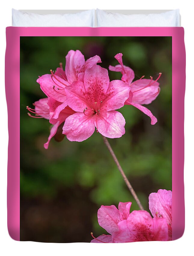 Flower Duvet Cover featuring the photograph Pink Azaleas by Dawn Cavalieri