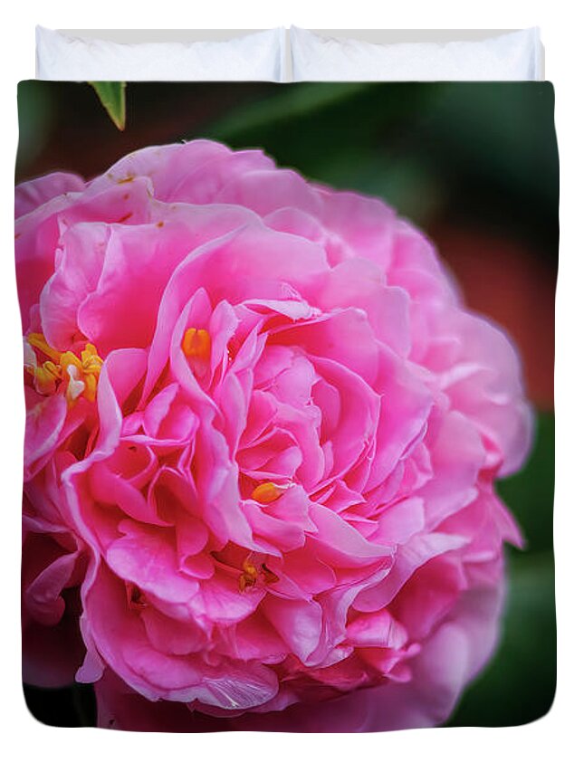 Pink Camellia Duvet Cover featuring the photograph Pink Camellia by Felix Lai