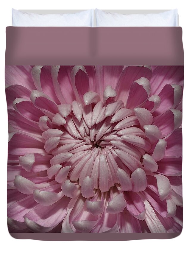 Chrysanthemum Duvet Cover featuring the photograph Pink Chrysanthemum 3 by Mingming Jiang