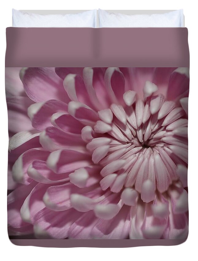 Chrysanthemum Duvet Cover featuring the photograph Pink Chrysanthemum by Mingming Jiang