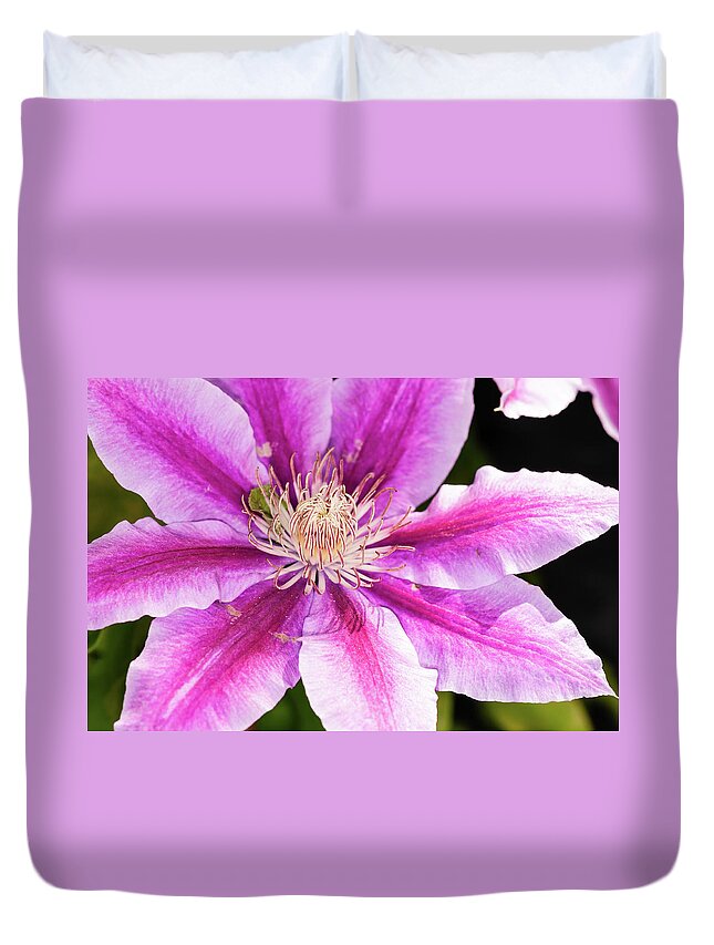 Clematis Duvet Cover featuring the photograph Pink Clematis Flower Photograph by Louis Dallara