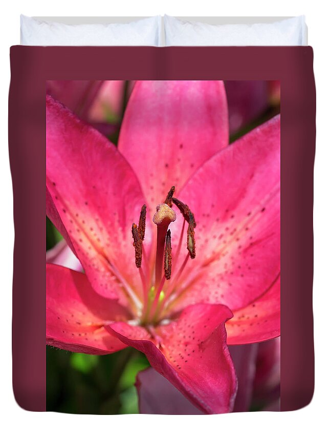 Flower Duvet Cover featuring the photograph Pink Longiflorum-Asiatic Lily by Dawn Cavalieri