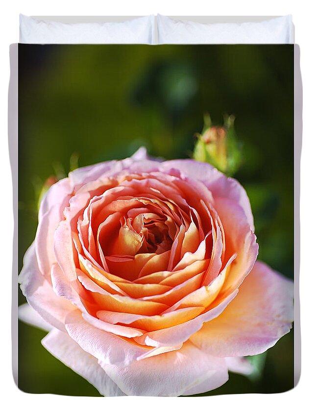 Abraham Darby Rose Flower Duvet Cover featuring the photograph Pink Orange Rose by Joy Watson