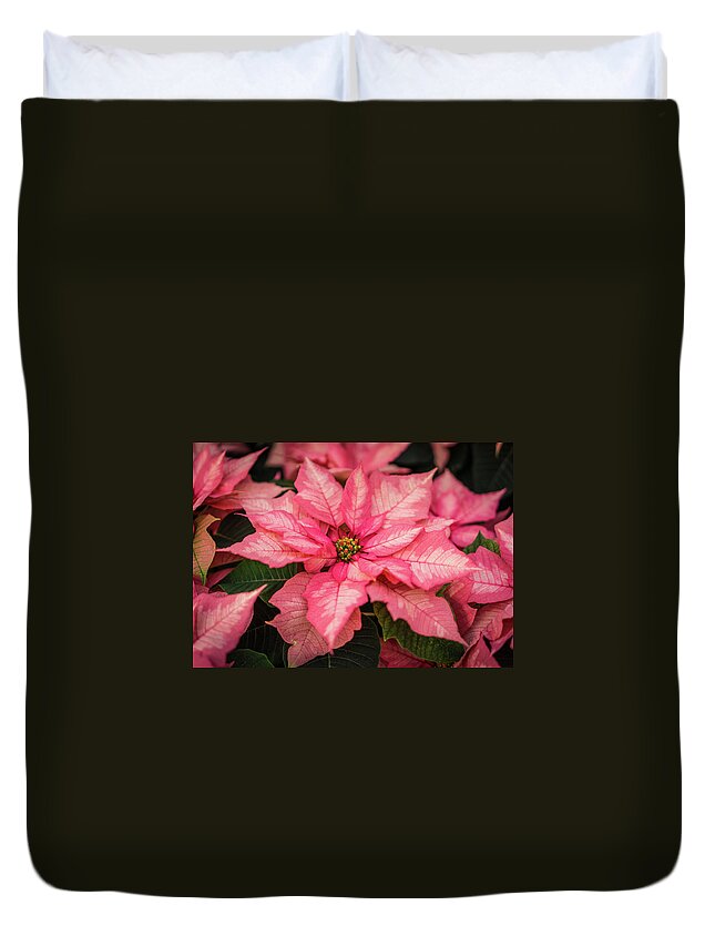 Poinsettia Duvet Cover featuring the photograph Pink Poinsettia Closeup by Ann Moore