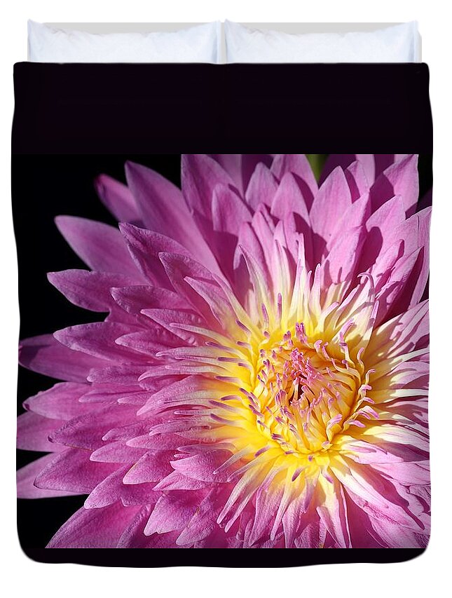 Water Lily Duvet Cover featuring the photograph Pink Splendor by Mingming Jiang