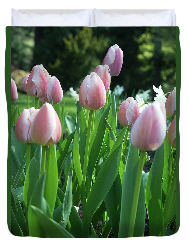 Jennifer Kane Webb Duvet Cover featuring the photograph Pink Tulips in Vancouver by Jennifer Kane Webb