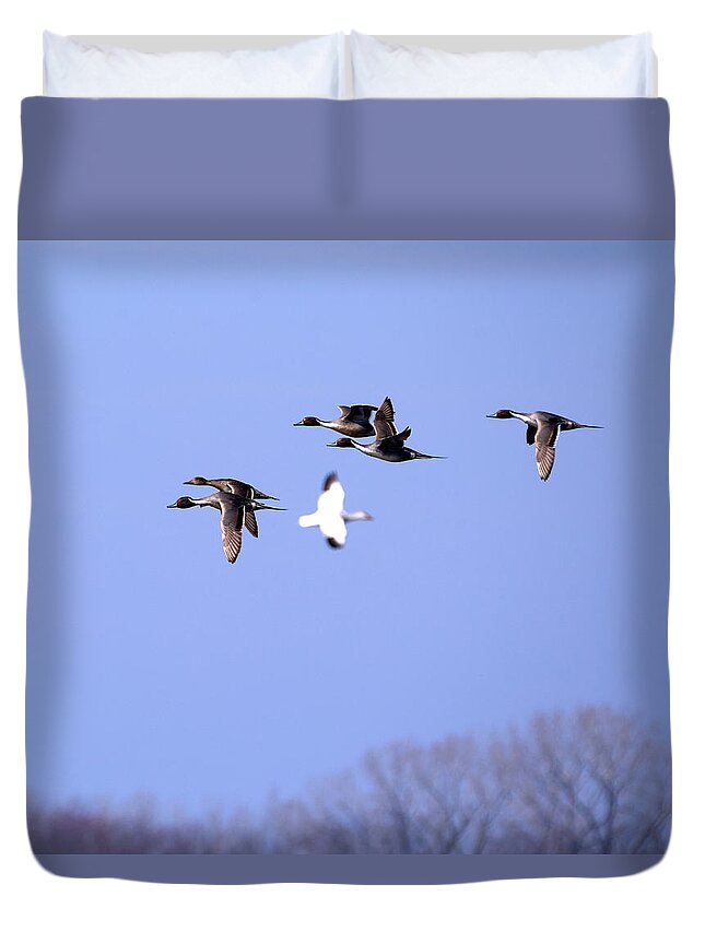 Pintail Duvet Cover featuring the photograph Pintail Ducks and Snow Goose by Flinn Hackett