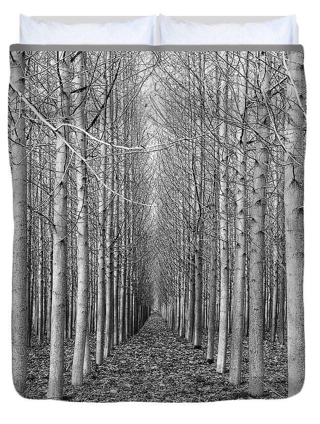 Trees Duvet Cover featuring the photograph Poplar Grove by Stephen Holst