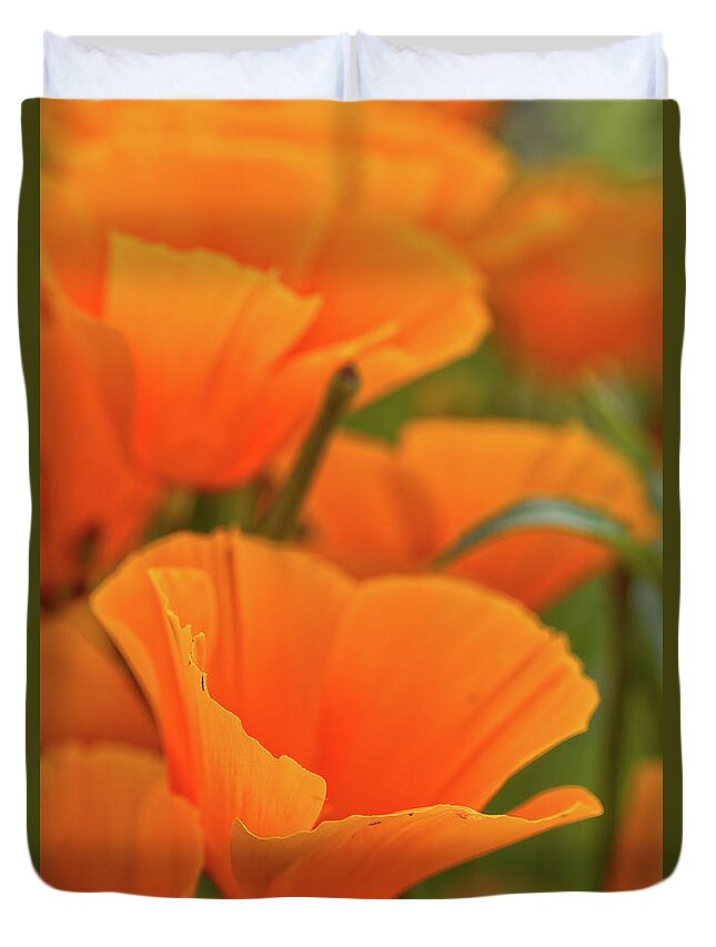 Mexican Poppies Duvet Cover featuring the photograph Poppies by Bob Falcone