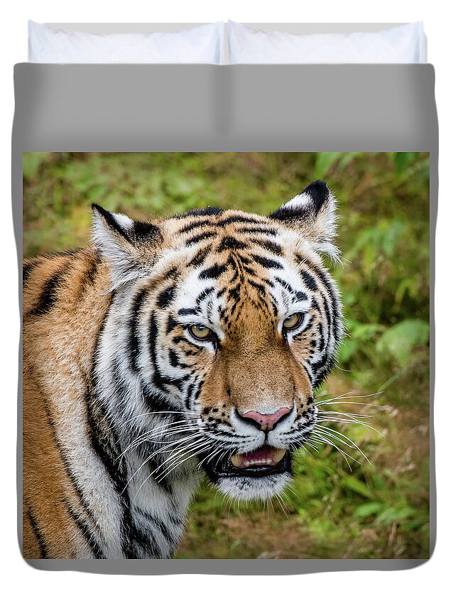 Carnivora Duvet Cover featuring the photograph Portrait of a Siberian tiger or Amur tiger looking at you by Torbjorn Swenelius