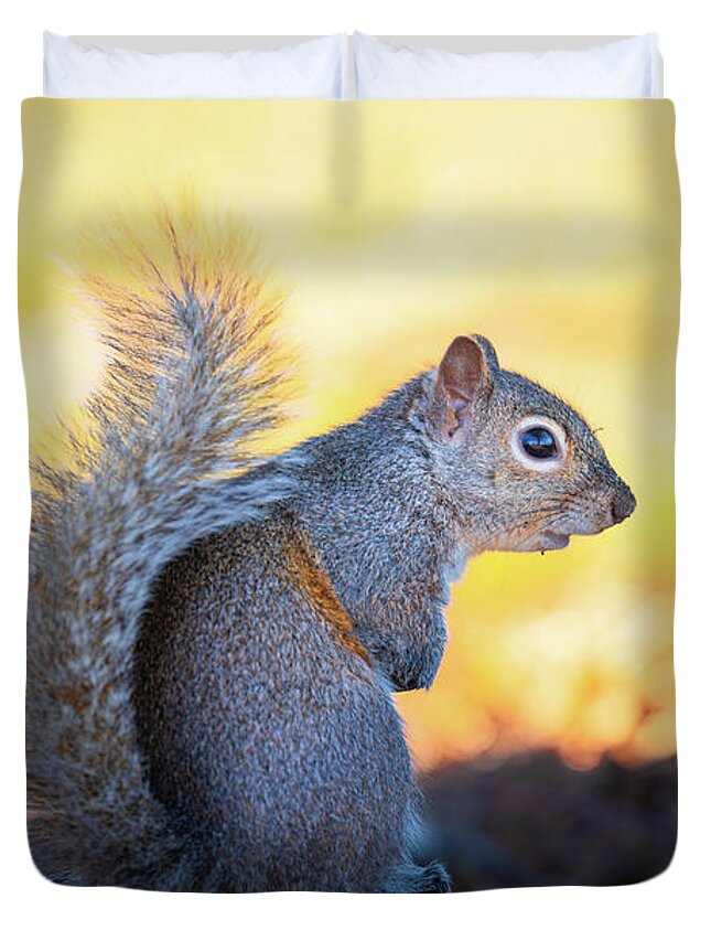 Grey Squirrel Duvet Cover featuring the photograph Posing Eastern Gray Squirrel by Jordan Hill