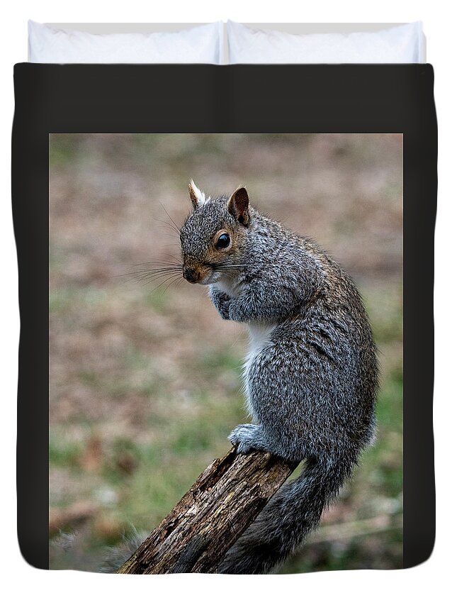 Mammal Duvet Cover featuring the photograph Posted by Cathy Kovarik