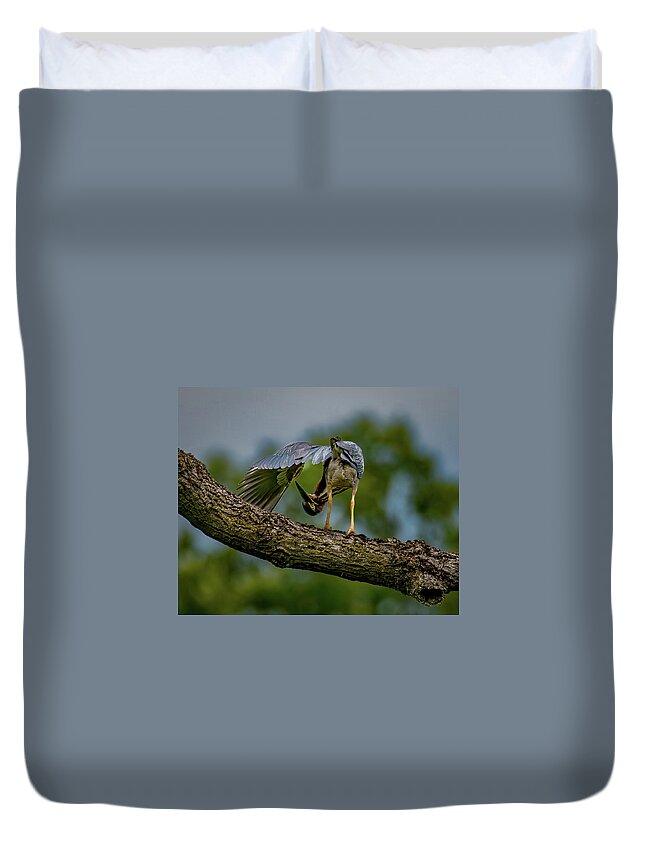 Avian Duvet Cover featuring the photograph Preening Green Heron by Brian Shoemaker
