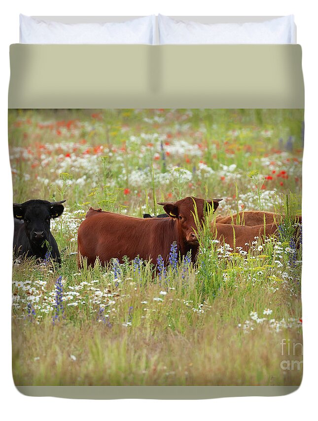 Norfolk Duvet Cover featuring the photograph Norfolk England dexter cows in a flower meadow by Simon Bratt