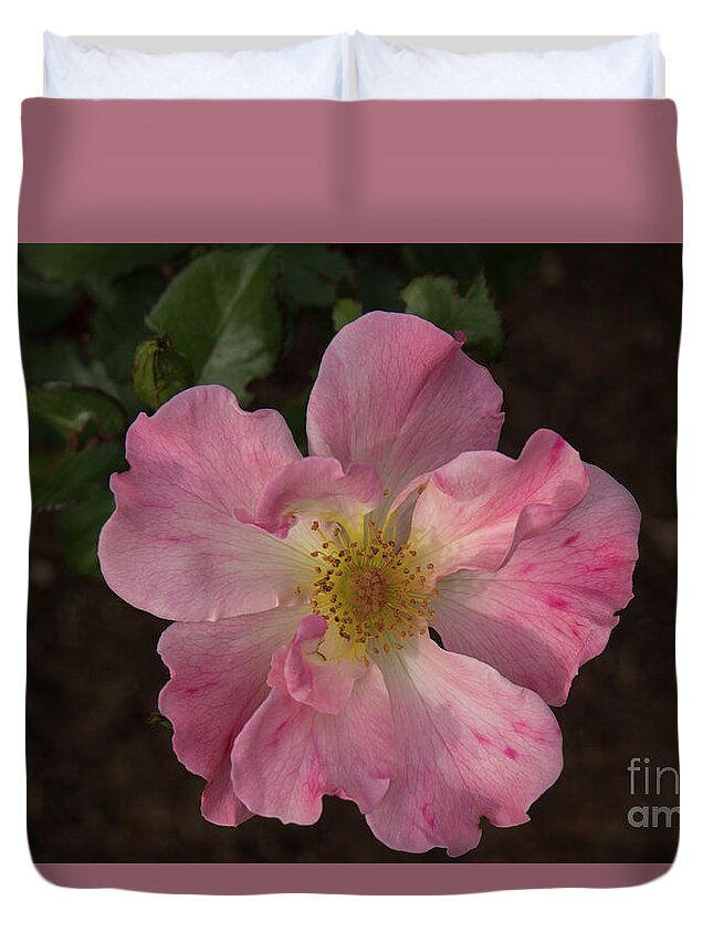 Rose Duvet Cover featuring the photograph Pretty Pink Rose by Elaine Teague