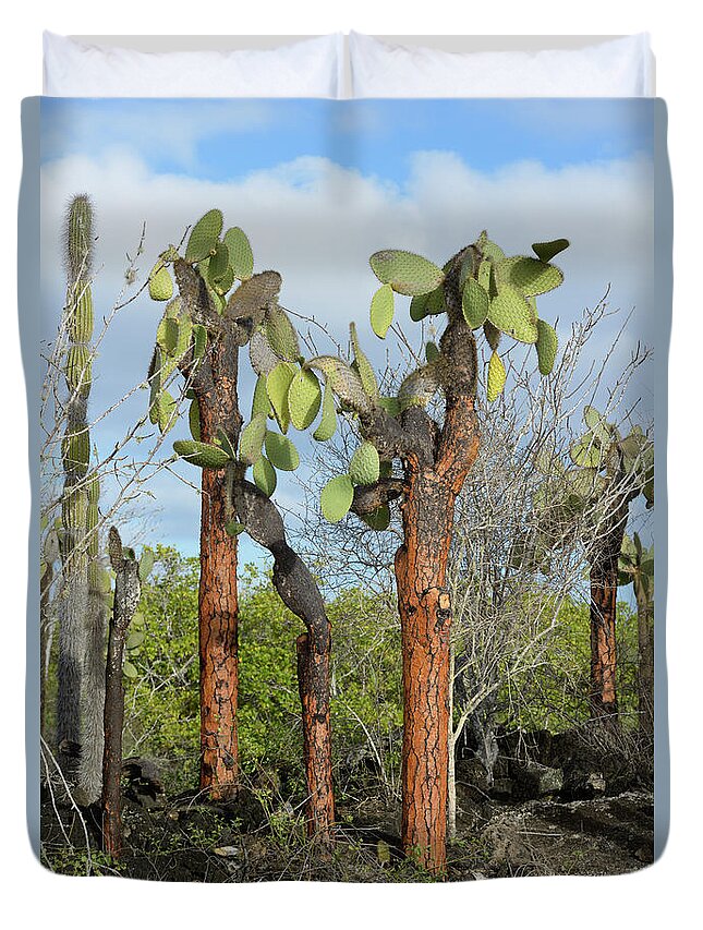 Republic Of Ecuador Duvet Cover featuring the photograph Prickly Pear cactus, Opuntia echios barringtonensis, Santa Cruz Island, Galapagos Islands, Ecuador by Kevin Oke
