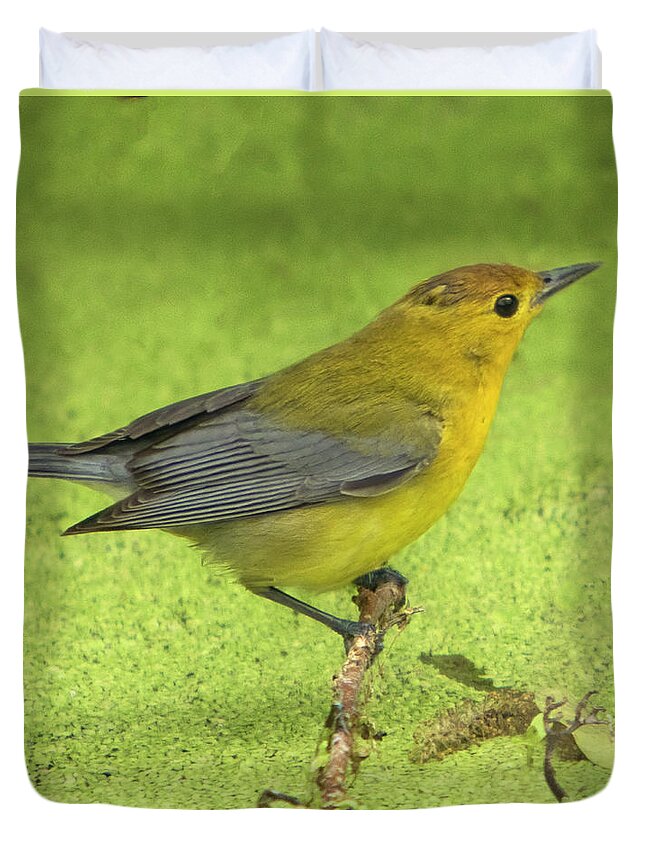 Prothonotary Warbler Duvet Cover featuring the photograph Prothonotary Warbler by Jurgen Lorenzen