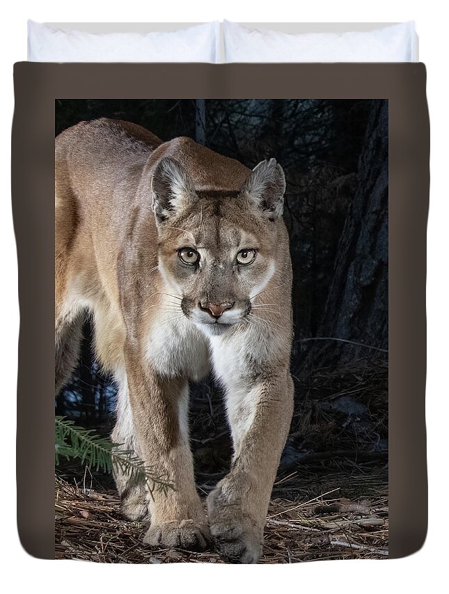 Puma Duvet Cover featuring the photograph Puma Concolor by Randy Robbins