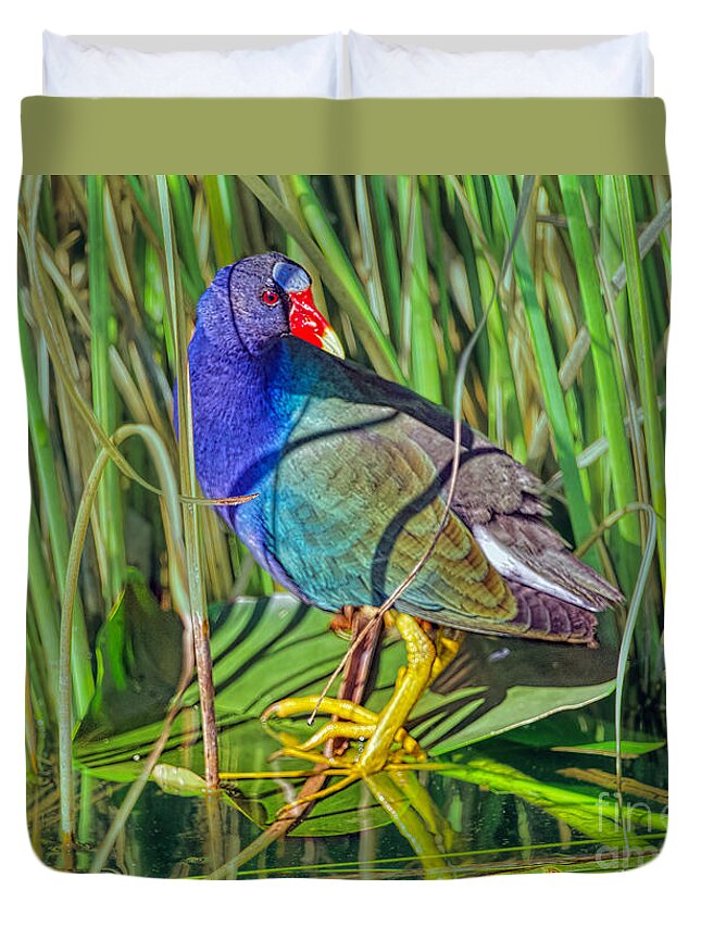 Anhinga Trail Duvet Cover featuring the photograph Purple Gallinule Closeup by Judy Kay