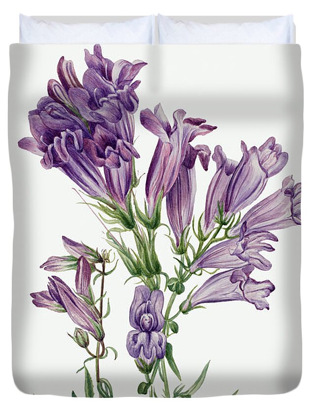 Purple Penstemon Duvet Cover featuring the painting Purple Penstemon. By Mary Vaux Walcott by World Art Collective