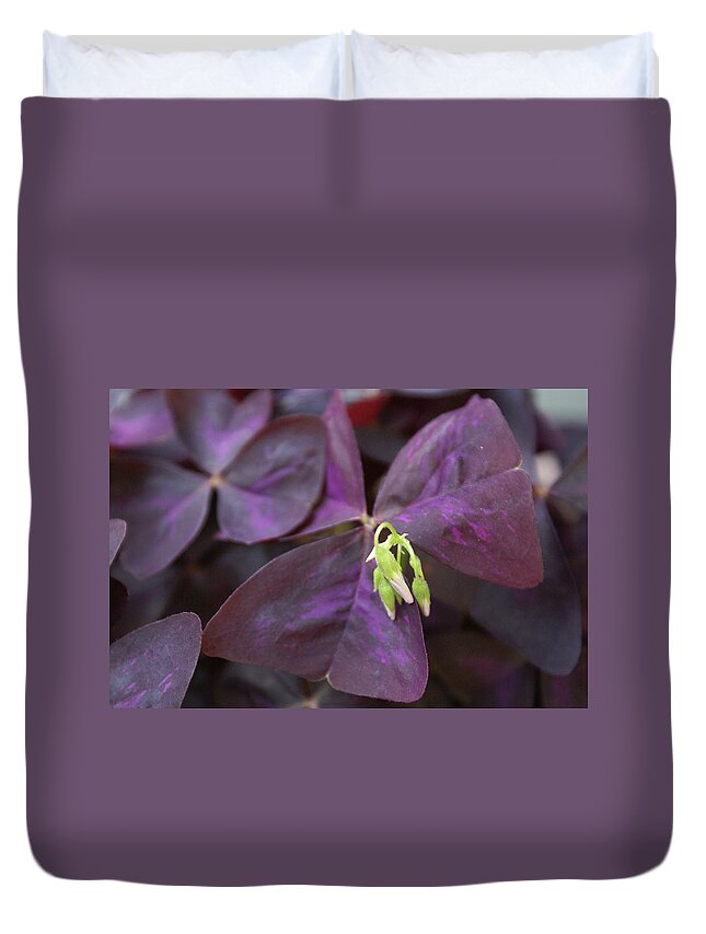  Duvet Cover featuring the photograph Purple Shamrock Buds by Heather E Harman