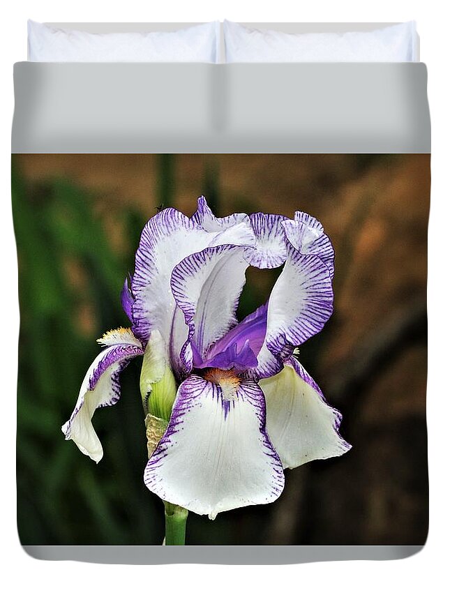 Nature Duvet Cover featuring the photograph Purple Striped White Iris by Sheila Brown