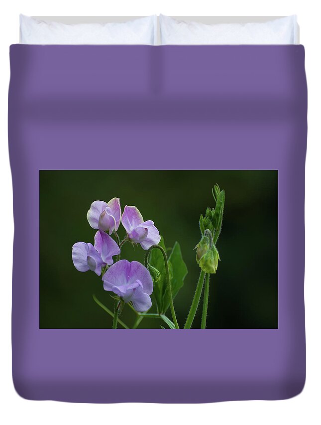 Sweet Pea Duvet Cover featuring the photograph Purple Sweet Peas by Rob Hemphill