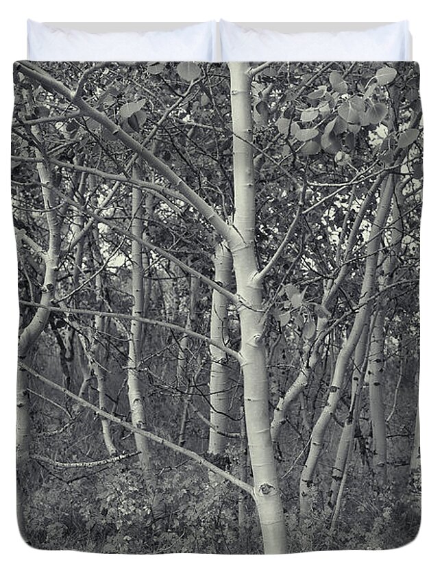 Aspens Duvet Cover featuring the photograph Quaking Aspens Colorado by Cathy Anderson