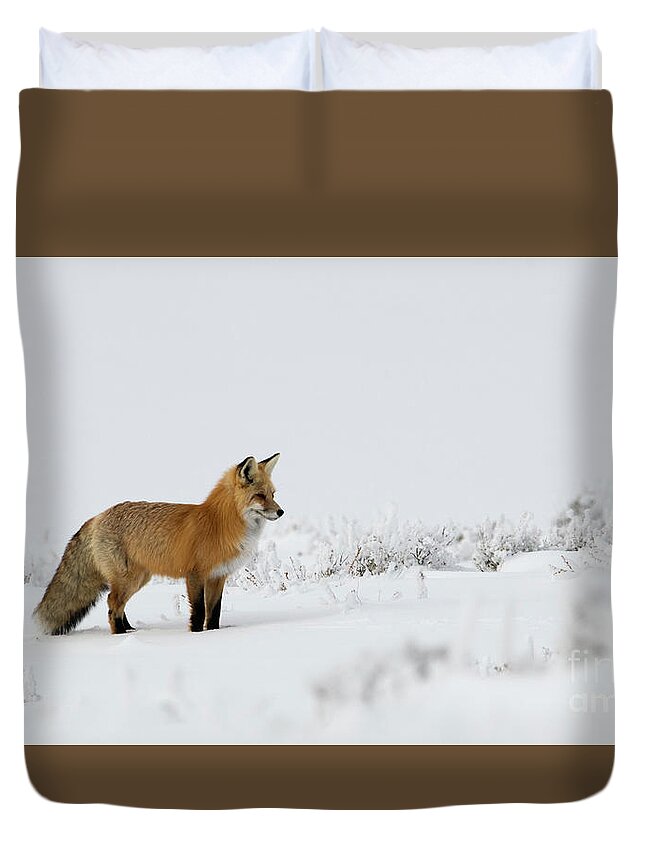 Fox Duvet Cover featuring the photograph Red Fox in the Snow by Patrick Nowotny