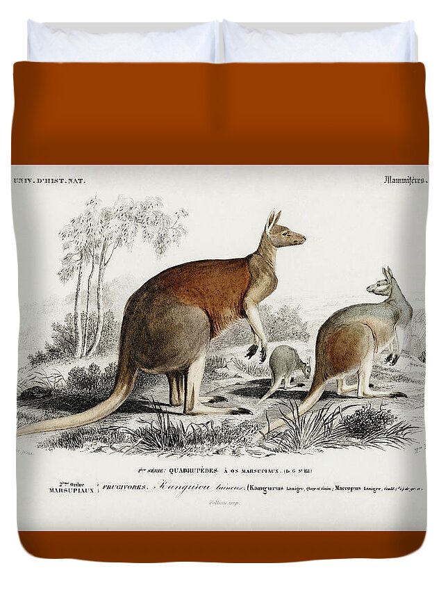 Red Kangaroo Duvet Cover featuring the mixed media Red Kangaroo by World Art Collective