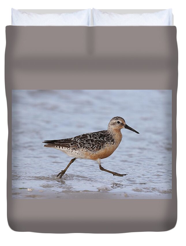 Red Knot Duvet Cover featuring the photograph Red Knot on the Run by Mingming Jiang