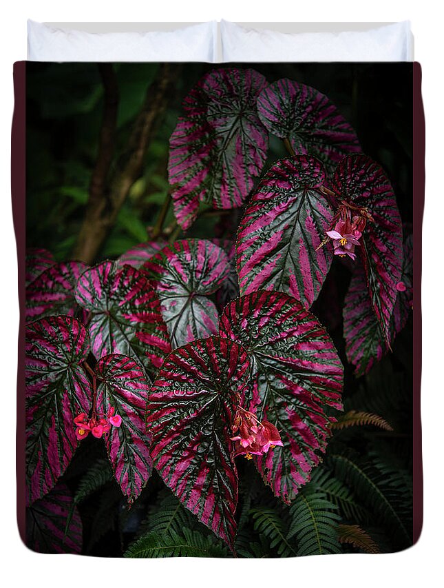 Jenny Rainbow Fine Art Photography Duvet Cover featuring the photograph Red Leaves of Begonia Brevirimosa - Dark Tropics 3 by Jenny Rainbow
