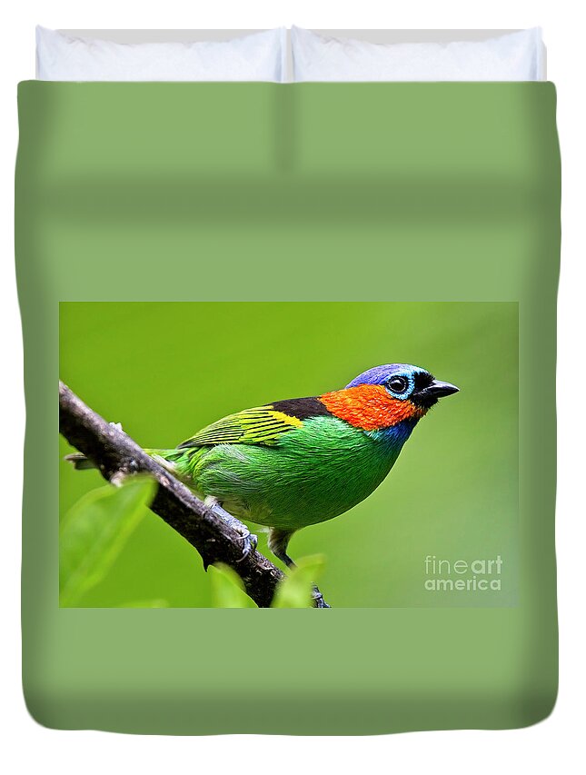 Red-necked Tanager Duvet Cover featuring the photograph Red-necked Tanager, Tangara cyanocephala by Tony Mills
