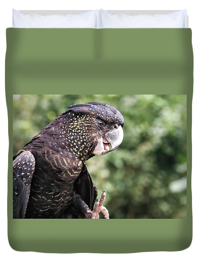 Red Tailed Black Cockatoo Duvet Cover featuring the photograph Red-Tailed Black Cockatoo by Nicholas Blackwell