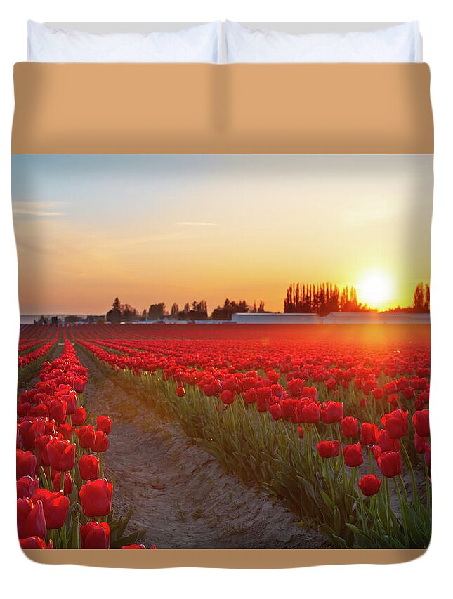 Tulips Duvet Cover featuring the photograph Red Tulip Sunset by Michael Rauwolf