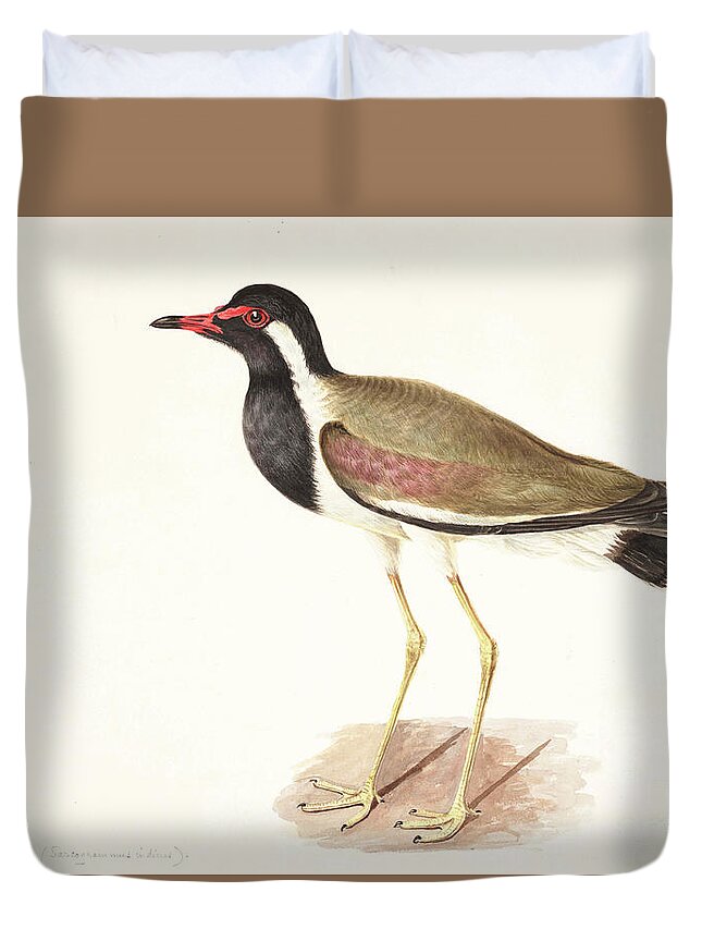 Red-wattled Duvet Cover featuring the pyrography Red-wattled lapwing Vanellus indicus y1 by Historic illustrations